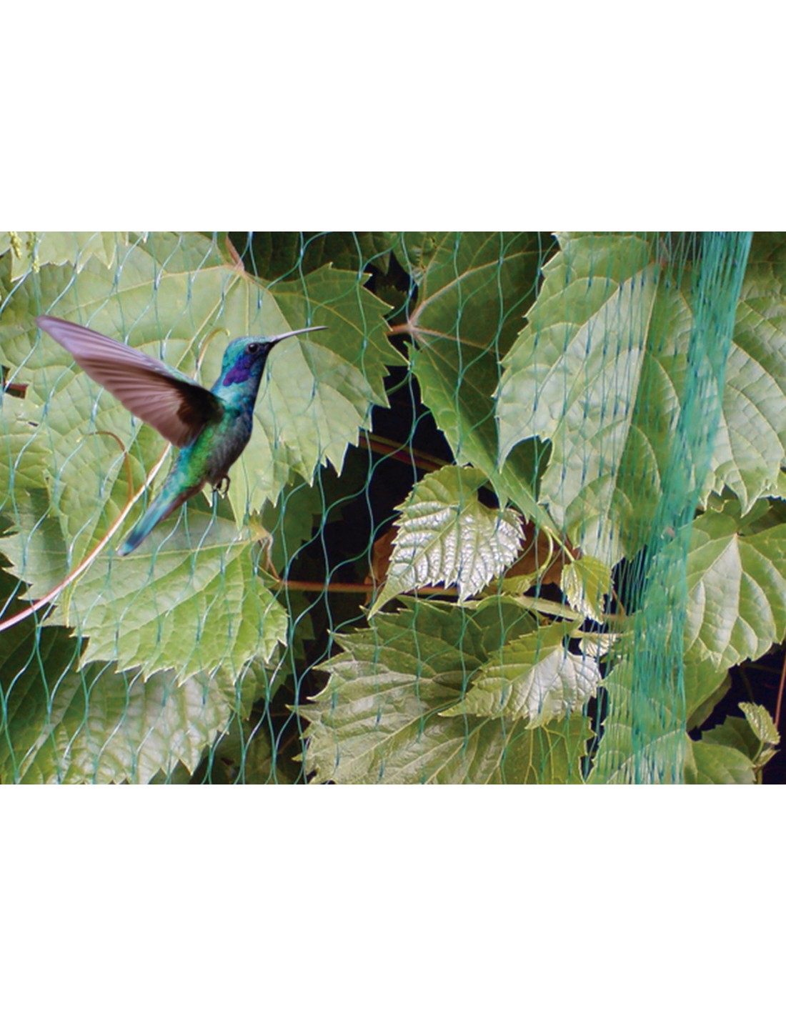 Malla anti pájaros - Imagen 2