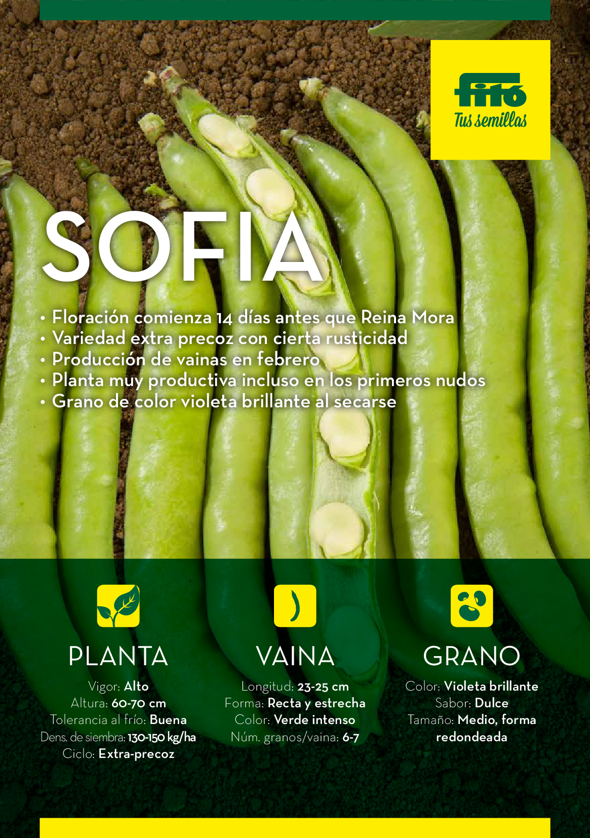 Haba sofía - Imagen 2